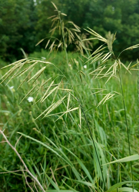 フィールドに緑色の植物