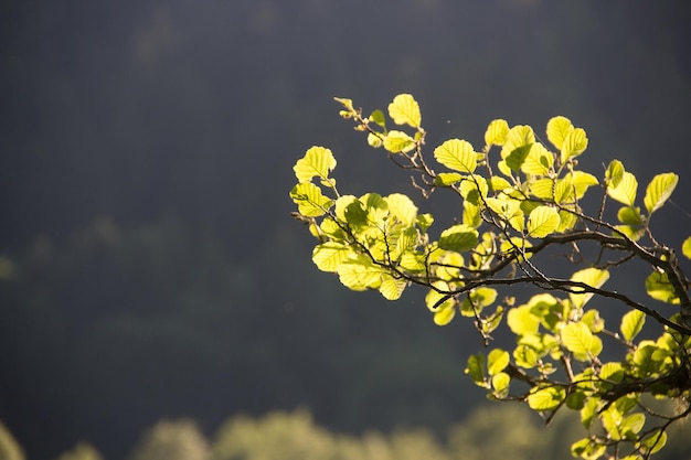 Foto primo piano di piante verdi