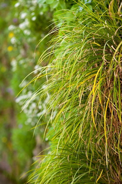 Green plant in a garden