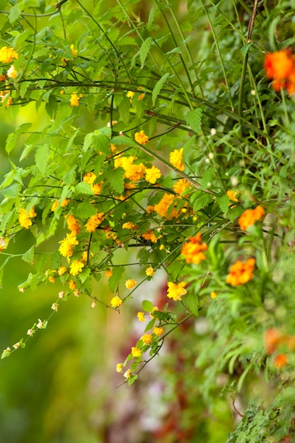 庭の緑の植物