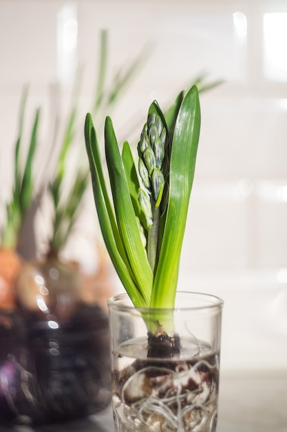 Green plant in glass in the kitchen