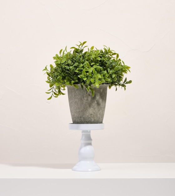 A green plant in a gray concrete pot stands on a white stand Ecology concept