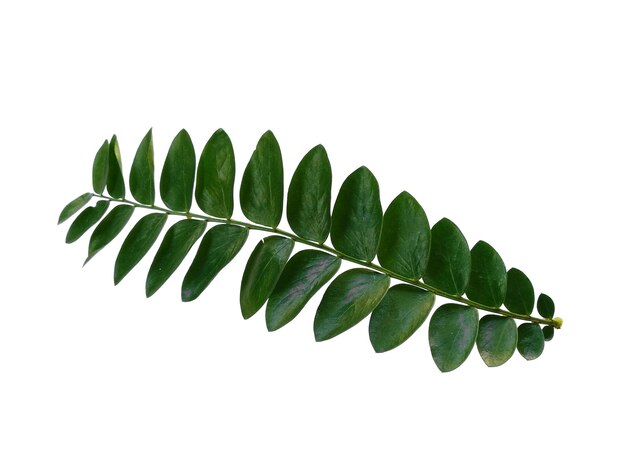 Green plant or green leaves Isolated on white background