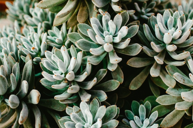 Green plant in a greenhouse