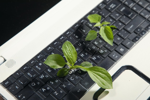 コンピューターのキーボード上で成長する緑の植物