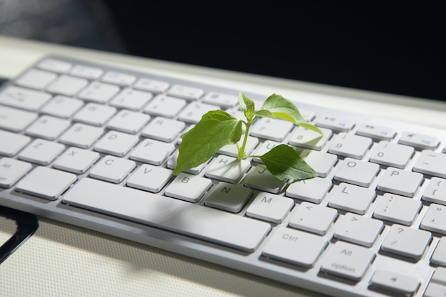 Green plant growing on computer keyboard