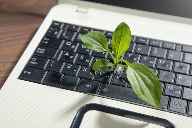 Foto pianta verde che cresce sulla tastiera del computer