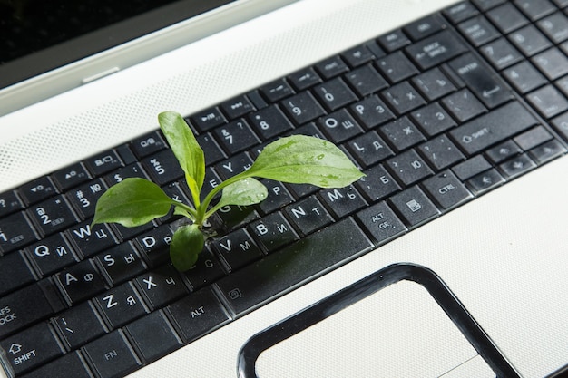 Foto pianta verde che cresce sulla tastiera del computer