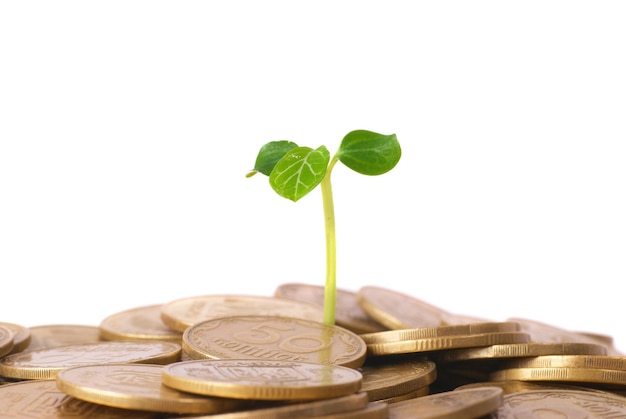 Зеленое растение, растущее из монет. Финансовая концепция деньги.