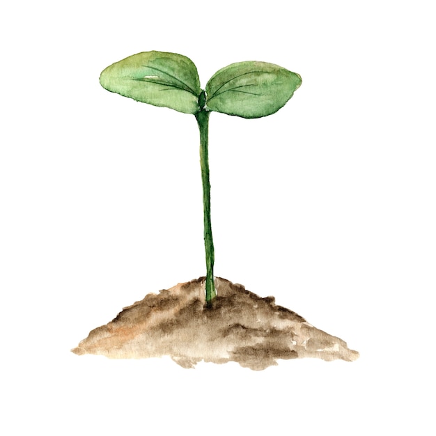 Зеленое растение, растущее из земли Ботаническая иллюстрация растения, нарисованного акварелью на белом фоне