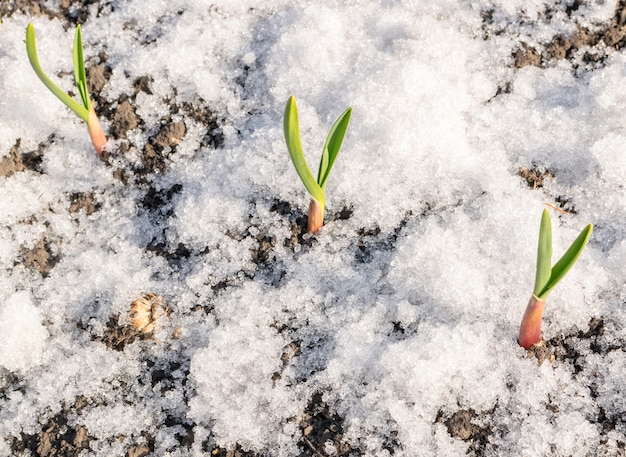 雪の中で育つ緑の植物。春にんにくもやし