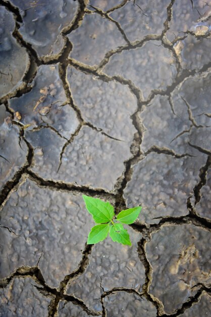 Green plant growing trough dead soil. 