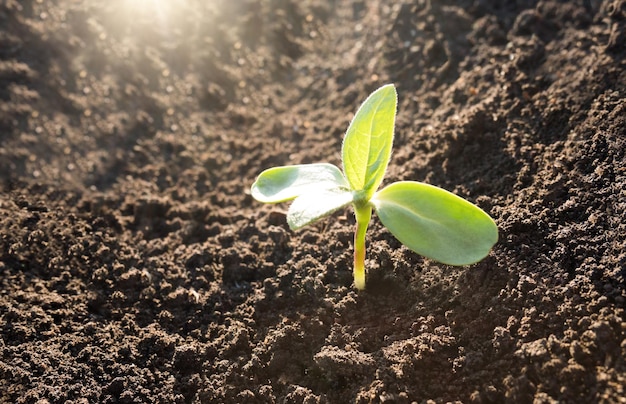 Green plant growth background