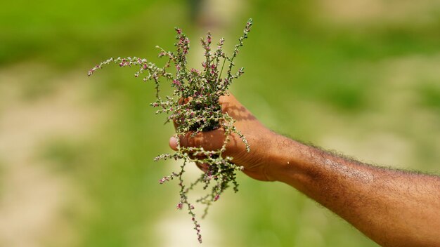 手に緑の植物