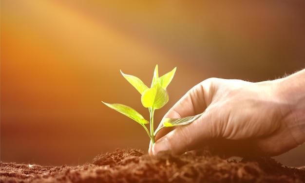 Green plant in human hand on background