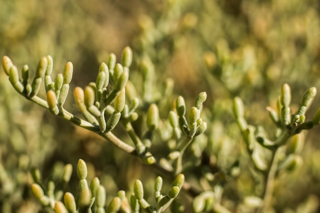 写真 砂漠の緑の植物