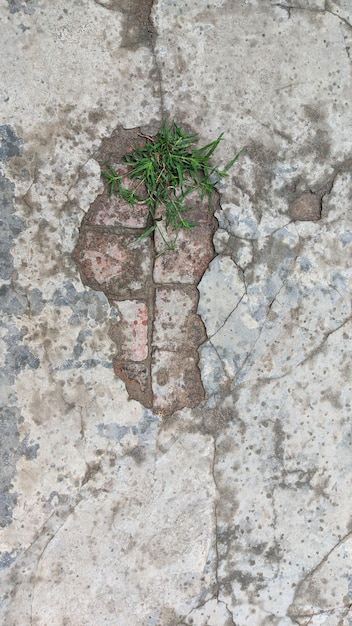 A green plant is growing in the cracks of a concrete floor.