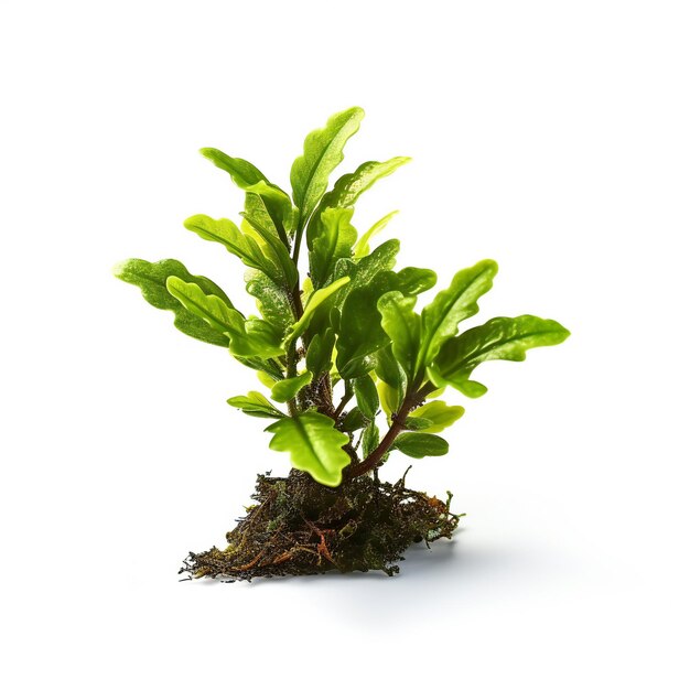 Green plant isolated on white background and full depth of field