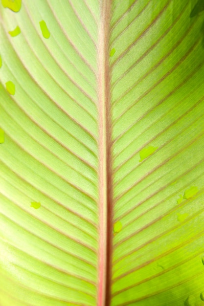 緑の植物の葉が閉じる