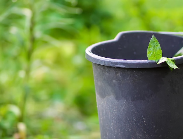 Green plant leaf in plastic bucket in spring garden. Gardening season.