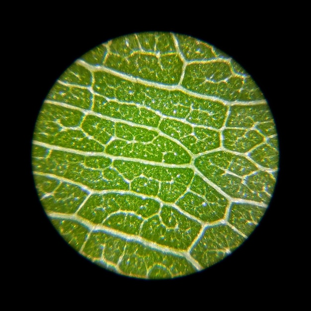 Foto la superficie verde della foglia di una pianta osservata al microscopio