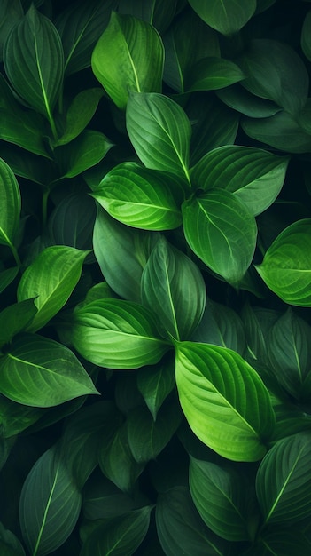 Green plant leaves background foliage wall toned design