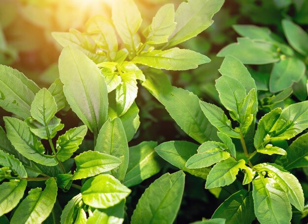 緑の植物の葉 背景 上から見る 自然の泉の概念 AI生成