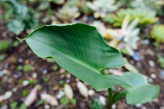 Green plant leaves background