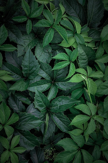 green plant leaves in the garden in springtime, green background