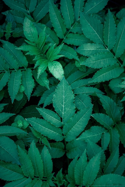 green plant leaves in the garden in springtime, green background