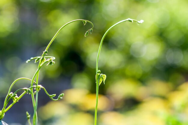 사진 여름 햇빛에 녹색 식물 잎을 닫습니다.