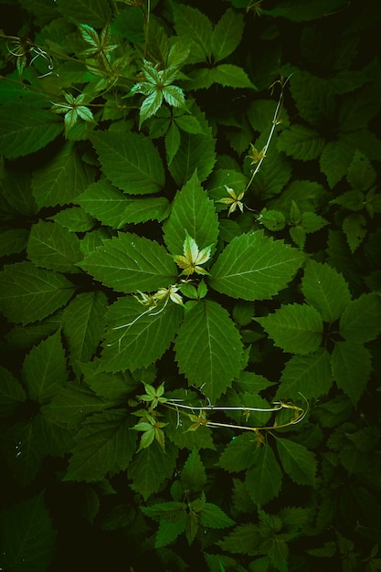 Green plant leaves in the nature in autumn season