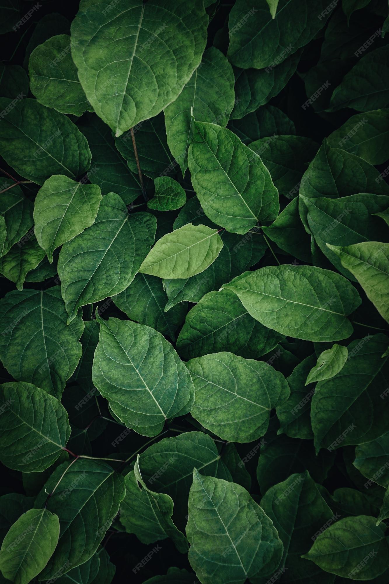 Premium Photo | Green plant leaves in the nature in spring season green  background