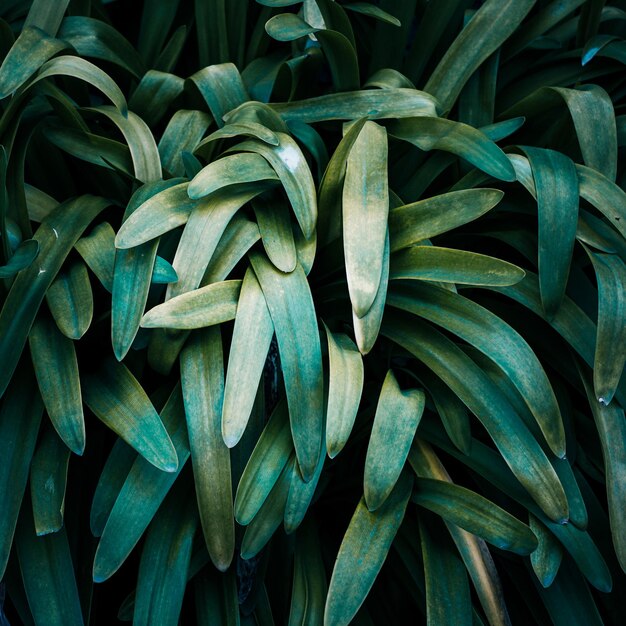 春の緑の背景の自然の中に緑の植物の葉