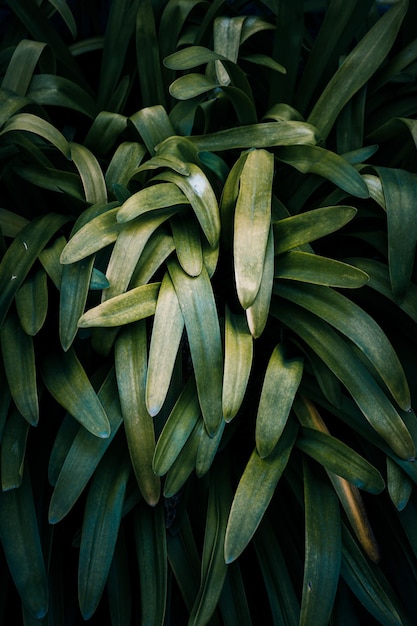 春の緑の背景の自然の中に緑の植物の葉