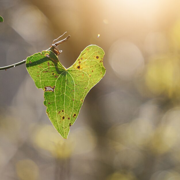 Green plant leaves in the nature in springtime