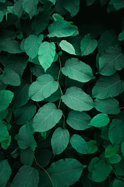 green plant leaves in the nature in springtime