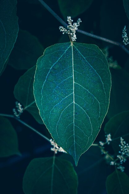 自然の中で緑の植物の葉