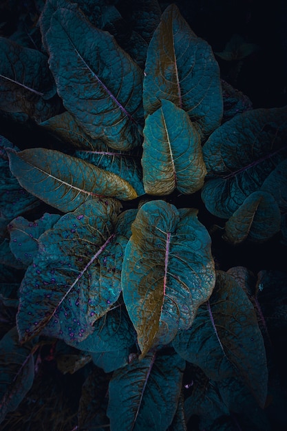 Green plant leaves in springtime