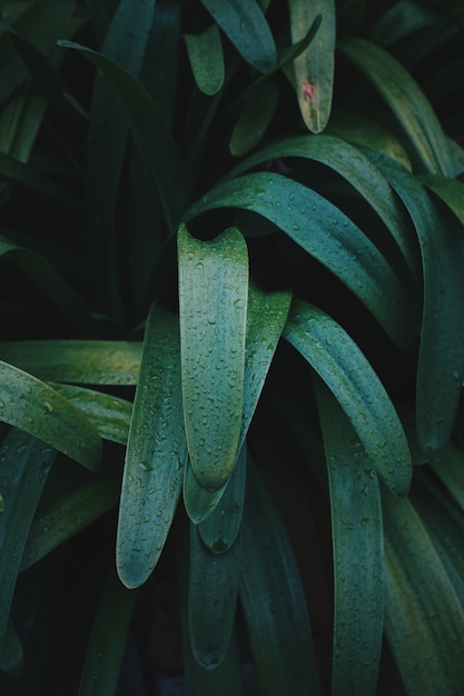зеленое растение оставляет текстуру