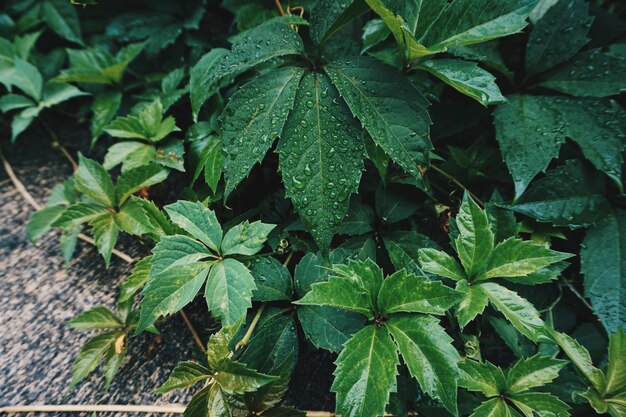 green plant leaves textured in autumn in the nature