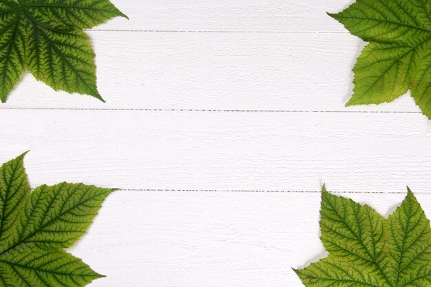 Green plant leaves on white wooden board background, copy space