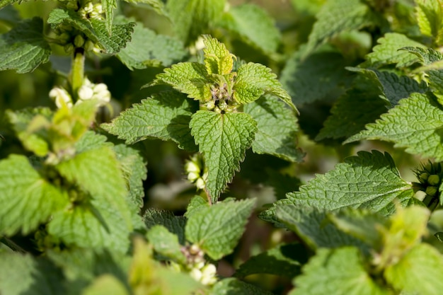 Green plant leaves