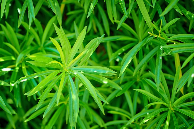 green plant like a cannabis, closeup