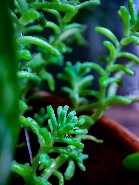 Green Plant Macro