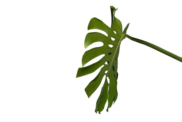 Green plant monstera isolated on a white background.