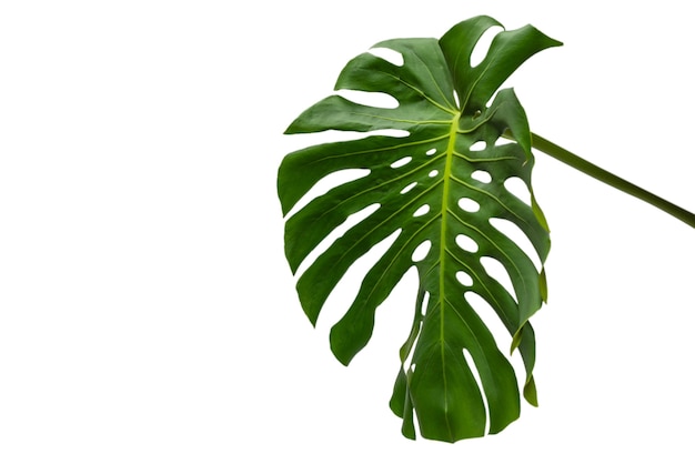 Green plant monstera isolated on a white background.