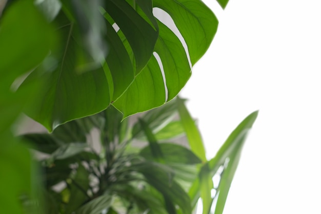 Green plant monstera on a white surface