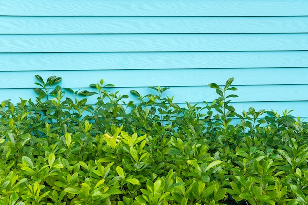 green plant and pastel wall