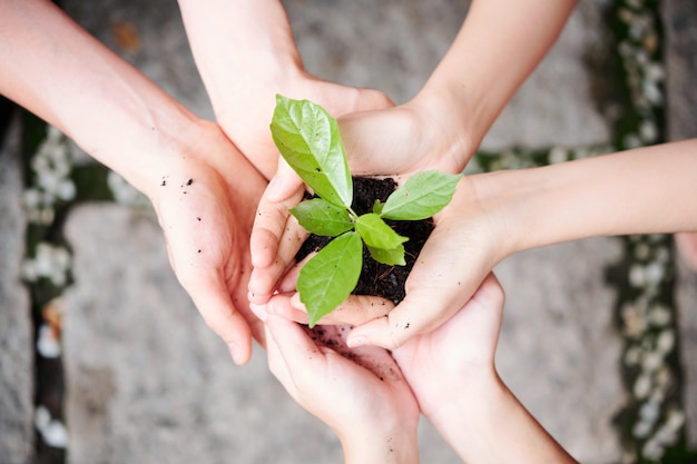 Green plant in people's hands